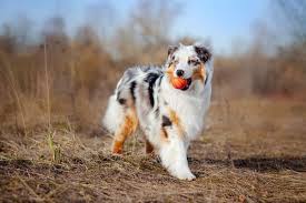 To advance this breed to a state of similarity throughout the world; The Hardworking Family Dog Get To Know The English Shepherd K9 Web