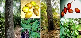 Image result for Mimusops