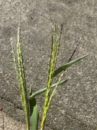 Image result for Digitaria setifolia