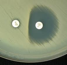 Pin En Learning Microbiology