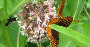 Butterfly Bee And Caterpillar Monarch Caterpillar Milkweed Caterpillar