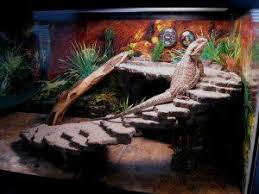 Hobby People Other People S Projects Baby Bearded Dragon Bearded Dragon Terrarium Bearded Dragon Terrarium Diy
