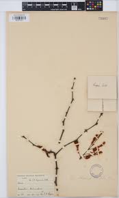 Image result for Acacia welwitschii