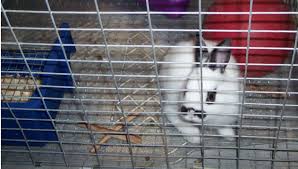 Even though you may have to clean up after your dog every now and. Potty Train A Bunny Bunnynature Org