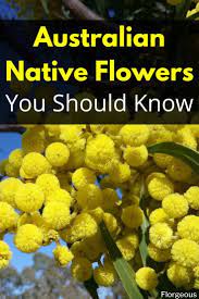 Australian Native Flowers In 2020 Australian Native Flowers Australian Flowers Planting Flowers