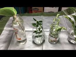 Hoya carnosa, the porcelainflower or wax plant, is an asclepiad species of flowering plant in the dogbane family apocynaceae. Water Rooting Hoyas Youtube