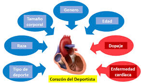 Sí, te estamos haciendo seo negativo (100% gratis y efectivo) Que Es El Corazon De Atleta Que Estudio Cardiologico Requiere Dr Azcarate Cardiologo Pamplona