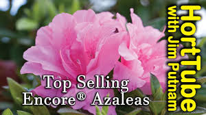 The azalea is one of the most beautiful encore™ azaleas like conditions ranging from sun to partial shade, however, they do best. Autumn Ivory Encore Azalea White Re Blooming Azalea