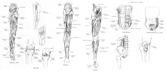 Blank body drawing at getdrawings. Lower Body Muscles And Tendons By Cartoongirl7 On Deviantart