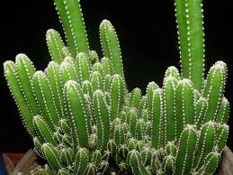 But when your cacti look a little sunken, your mind starts reeling: Acanthocereus Tetragonus Fairy Castle World Of Succulents