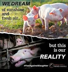 Pin By Patricia Travisany On Animals Rights Abuse And Cruelty Animals Animal Liberation Animal Welfare