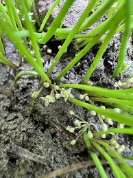 Image result for Anthephora pungens