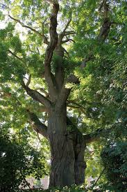 Sophora Japonica De Caen Calvados Region Normandie Classe Arbre Remarquable De France Arboles Bosque