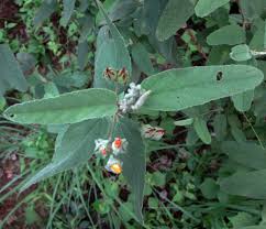 Image result for Melhania acuminata