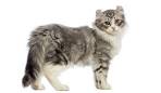 Kinkalow Cat Breed - All About This Tiny Powerhouse - CatVills