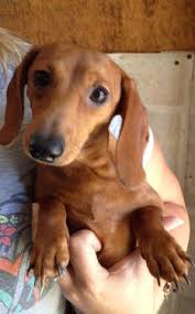 Looking for a dachshund puppy or dog in california? Mini Dachshund Dachshund Dog Doxie Puppies Dachshund Lovers