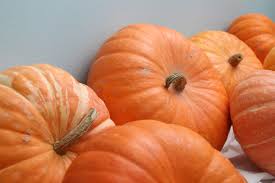 If one plant appears more disease resistant than others, use a pumpkin from this vine. Saving Winter Squash Seeds Rural Dreams