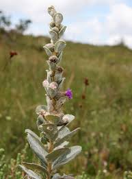 Image result for Vernonia nepetifolia