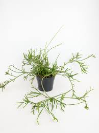 Image result for Rhipsalis