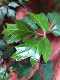 Image result for Cissus alata
