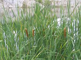 Image result for Rourea orientalis