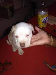 Americanlisted features safe and local classifieds for everything you need! 100 Pitbull Puppies Puppies For Sale Detroit Mi Shoppok