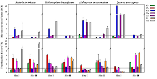 Image result for Halopyrum mucronatum