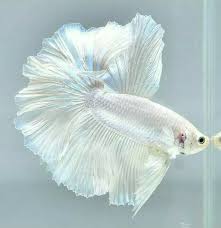 Pearl White Over Halfmoon Male Betta Ebay Fish Bettafish Betta Fish Betta Aquarium Fish Tank