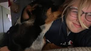 Someone is moussing an Australian Shepard, loose running by 44th and stone.  Hope someone can catch him. Last seen in field