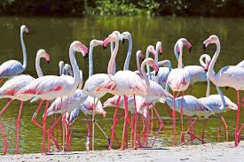 Dubai Longtime Hub For Migrating Birds Bird Migration Birds Migratory Birds