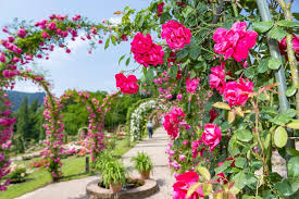 A sprawling estate, sunken rose garden included. Guided Tour Of The Rose Garden Ca 1 H Baden Baden Tours
