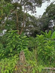 Agan yakin ingin berhenti mengabaikan cacing.? Pokok Jolok Cacing Perpustakaan Desa Wang Ulu Perlis Facebook