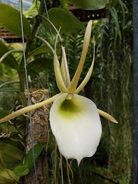 Image result for Angraecum infundibulare
