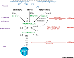 Image result for Complement Pathway