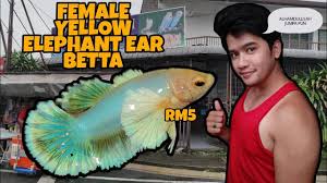 Aquariums Kedai Kok S Aquarium Petaling Jaya Syurga Ikan Laga Budak2 Sekolah Aquarium Petaling Jaya Ikan