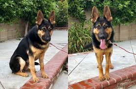 Check spelling or type a new query. Kentucky German Shepherd Rescue Of Orange County