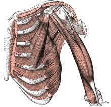 Fascia of the chest thoracic fascia (fascia pectoralis) consists of two layers. Pectoral Muscles Wikipedia