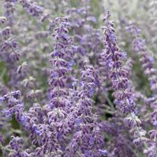 Image result for perovskia atriplicifolia 'little spire'