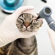 Learn vocabulary, terms and more with flashcards, games and other study tools. Keratoconjunctivitis Sicca Or Dry Eye Syndrome In Cats