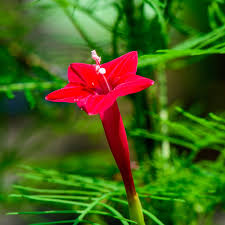 Cypress vine plants are easy to grow. Cypress Vine Seeds Ipomoea Pennata Red Flower Seed