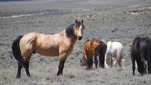 This big, muscular buckskin stallion has the assurity, as he watches over his band, that what he sees is his and he will take on all comers to. Wild Buckskin Stallion Photograph By Christi Chapman