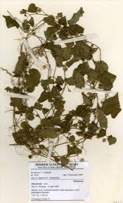 Image result for Sida javensis