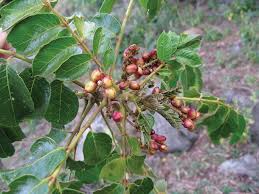 Image result for Brucea antidysenterica