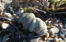 The common atlantic slipper shell ( c. Oh The Places You Ll Go If You Re An Atlantic Slipper Shell Nsf National Science Foundation