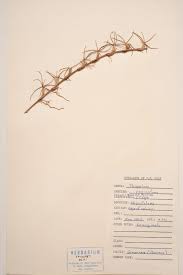 Image result for Paspalum vaginatum