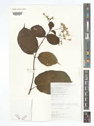 Image result for Clerodendrum umbellatum