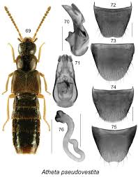 Image result for Urochloa bovonei