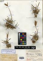 Image result for Eustachys paspaloides