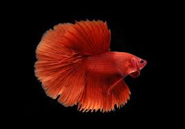 Sefahaman aku, jenis ikan laga mahal buat masa ini adalah dari jenis avatar! Ikan Cupang Termahal Di Dunia Mencapai Rp20 Jutaan Bukareview