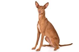 The basset hound is a wonderful hunting and companion breed and fits well in most family settings. Pharaoh Hound Dog Breed Information